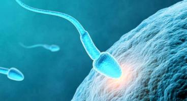 sperm messenger